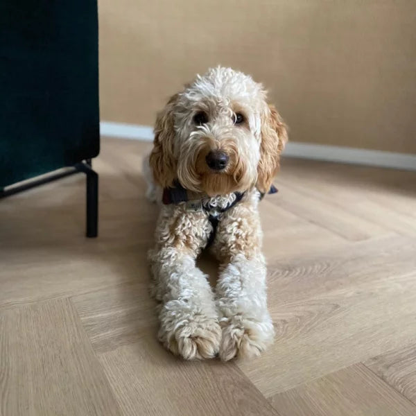 Belakos – Palazzo Visgraat XL 72 - Clickvariant